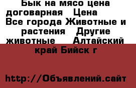 Бык на мясо цена договарная › Цена ­ 300 - Все города Животные и растения » Другие животные   . Алтайский край,Бийск г.